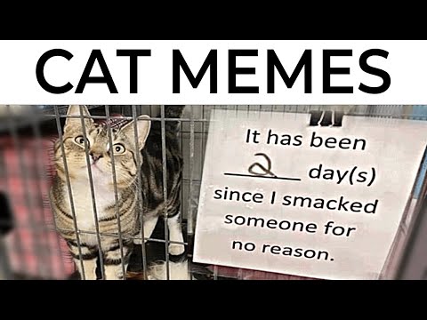 Cat Memes