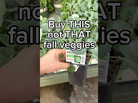 fall veggie garden buying guide — buy this, not that #gardentips