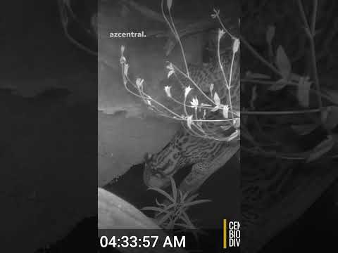 Seventh ocelot ID'd in AZ over last 2 decades is captured on video