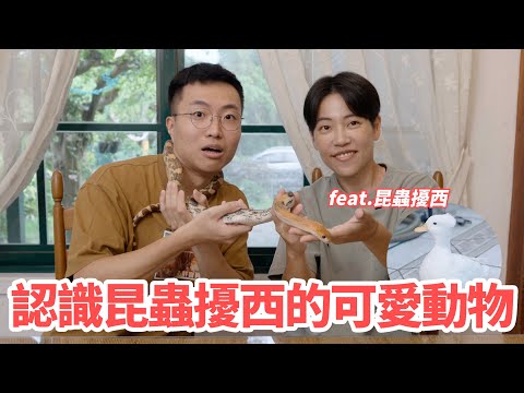 人生第一次摸蜘蛛！到昆蟲擾西家認識她的可愛動物 feat.昆蟲擾西