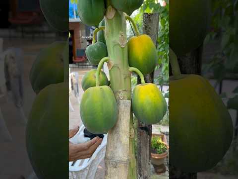 Home grown papayas #papaya #papayafruit #garden #gardening #harvesting #shorts #shortsfeed #viral