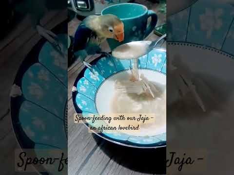 Birds love soup - spoon feeding #fyp #birds #trending