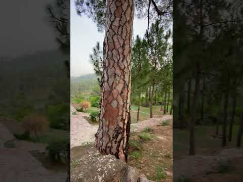 Farm house land for sale in Angoori || Muree Expressway ||