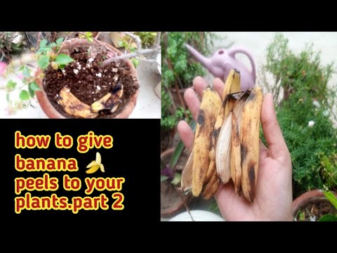 how to give banana 🍌 peels to your plants. part2