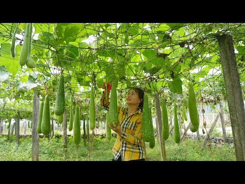 Harvesting lush Green GOURD Gardens | Cook Delicious Dishes From Gourds that the Children like