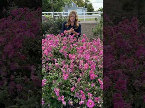 Fall in Love® 'Sweetly' with Garden Answer