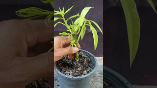 New Technique Grafting Mango Tree From Cuttings Leafed . #grafting #fruittreegrafting #growingplant