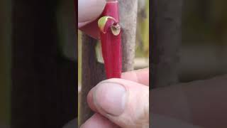 Learn Grafting Tutorial #graftingskills #treehouse #grafting #plantlover #shorts #nature #ytshorts