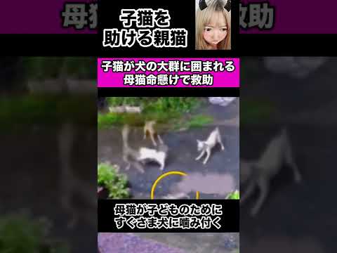 子猫の救助に母猫がとった驚くべき行動が泣ける #野良猫#感動#猫動画 China TikTok reaction #shorts