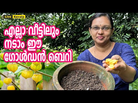 ഗോൾഡൻ ബെറി /ഒറിജിനൽ ഞൊട്ടാഞൊടിയൻ/ How to grow golden berry from seeds - Call: 9946554359