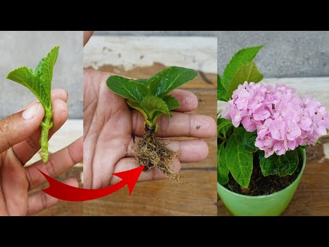 Simple tips to Grow Hydrangea Plant | Propagate Hydrangea plant