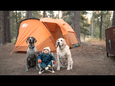 Slow living in the forest : Dogs exploring the Great Outdoors with a Tiny Camper