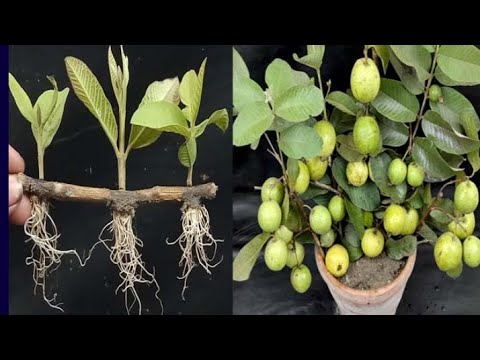 How to grow guava tree from cutting using onion |natural rooting hormone #growplant #zkgreen