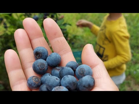 Harvesting Blueberries with my Little Helper