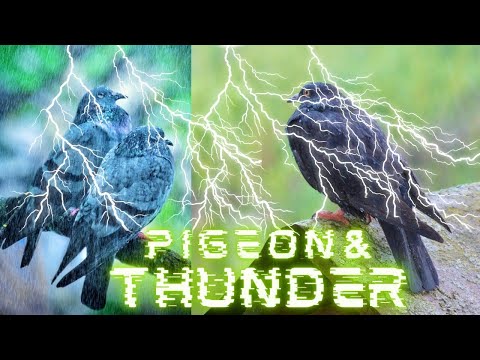 Pigeon VS Thunder