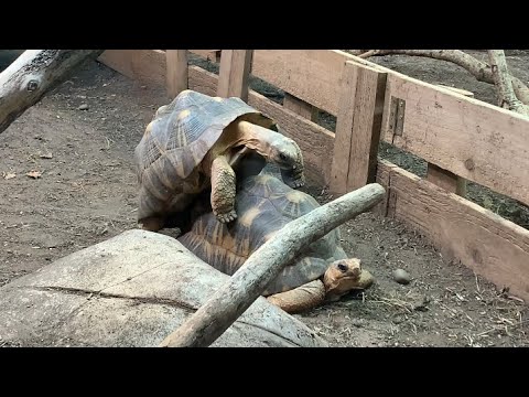 Radiated Tortoises Mating at Chester Zoo - 03/12/23