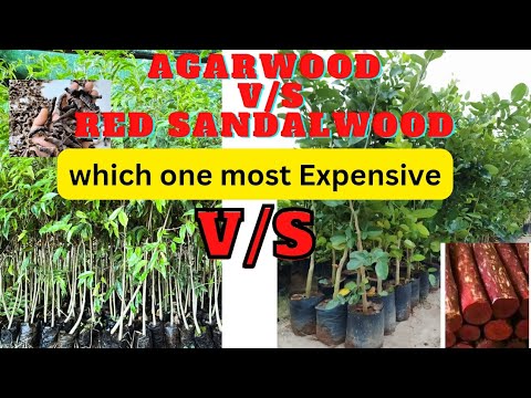 Agarwood tree / V/S Red sandalwood plant Kaunsa Jiyada Aicha hai | #agarwood #redsandalwood