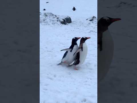 Penguins being absolutely useless and adorable