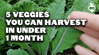 5 Fast Growing Veggies You Can Harvest in Under 1 Month