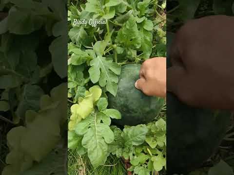 Watermelon Harvest Home Garden #homegarden #fruit #watermelon #satisfying