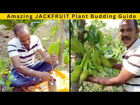 Grafting Incredible JACKFRUIT Plants: A Complete Guide - How to GRAFT Jackfruit Plant (Eye Budding)