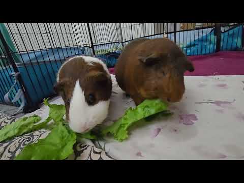 Cute guinea pigs eating!