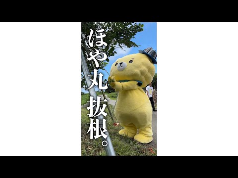 史上初！？ゆるキャラによる抜根作業【ほや丸】#shorts