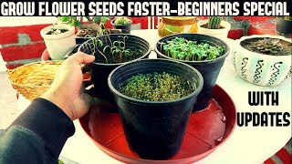 How To Grow Flower Seeds Faster (BEGINNERS SPECIAL)