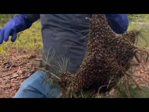 2nd largest honeybee swarm we have ever had the pleasure of saving