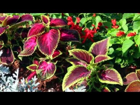 How to Grow Coleus from Seed