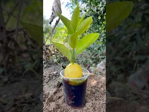 Lemon growing unique tricks😨🙀 #trendingvideo #shortsfeed