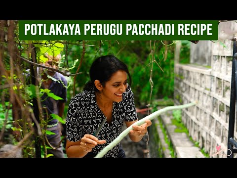 How To Make Potlakaya Perugu Pacchadi || Family Recipes || Infinity Platter || 2022