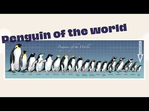 【酷僑專區】跟著海外學生一起環遊世界｜澳洲布里斯本市｜2024｜a·dor·a·ble Little Blue Penguin