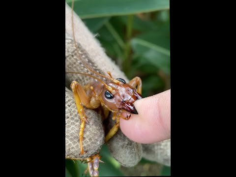 最強の昆虫『リオック』にかまれるとこうなる