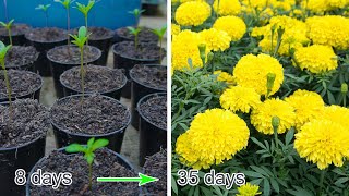 ​How to grow flower seeds fast and grow well, have many flowers at home Flower Garden