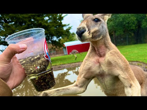 I Fed Wasps and Gasoline to a Kangaroo