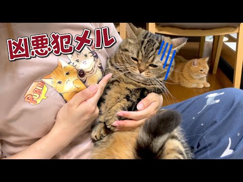 可愛い顔して本気を出すと恐ろしい猫がやばすぎた…