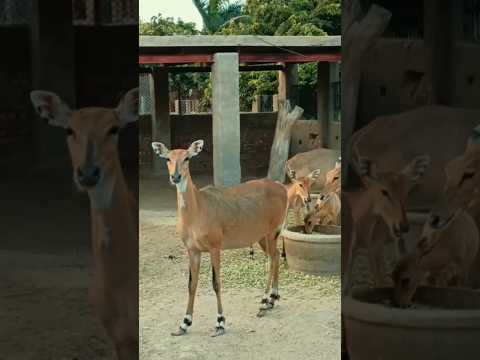 Zoo Animals#viralvideo #comedy  #comedy #zoo #youtubeshorts #short #shorts #short #youtube #vlog