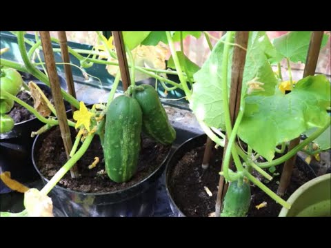 How to Grow Cucumbers From Seed