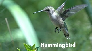 Ruby-throated hummingbird slow motion in flight #shorts #hummingbird #birds #slomo #slowmotion