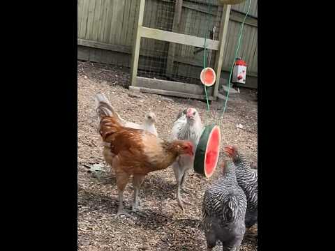 Watermelon Chicken 👋 #organic #homestead #watermelon #chicken #shorts #aquaponics #fyp #animals