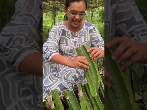 Dragon fruit rooted plants