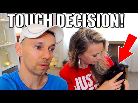 We had to make a TOUGH DECISION about the KITTEN! 😺