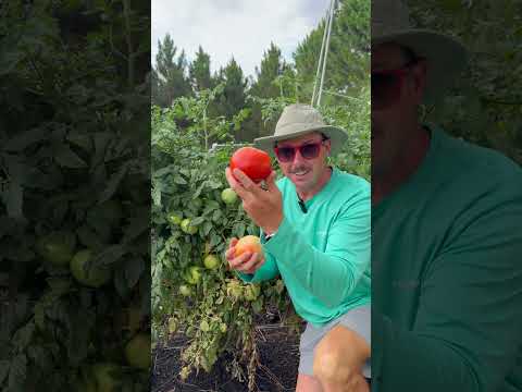 These Tomatoes Can Take the Heat!