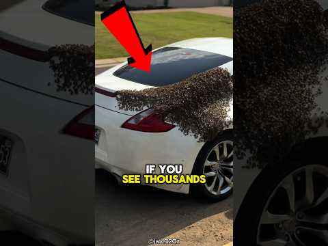 Do THIS If You See Bees Swarming Your Car 😨 #viral