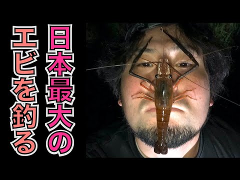 日本最大の巨大テナガエビを釣って食べる（コンジンテナガエビ/沖縄）