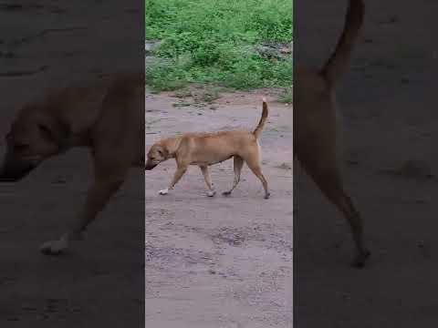 Sounds that make dogs go crazy moving tails