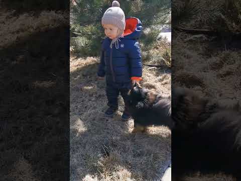 cute baby with pup's #shorts #viral #ytshorts #reels #whatsappstatus