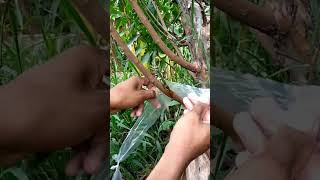 Unique technique grafting Mango tree with Guava tree #Mangogrowingtips #Mangotree #Mangotrees