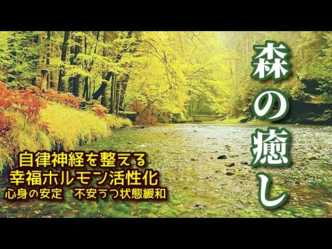 《森の癒し》 初秋の森にて…　自律神経を整え幸福ホルモン活性化、心身の安定、うつ不安イライラ緩和